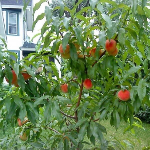Cây giống đào tiên nhật bản trái siêu to