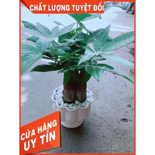 Chậu Kim Ngân 3 Thân Size Lớn