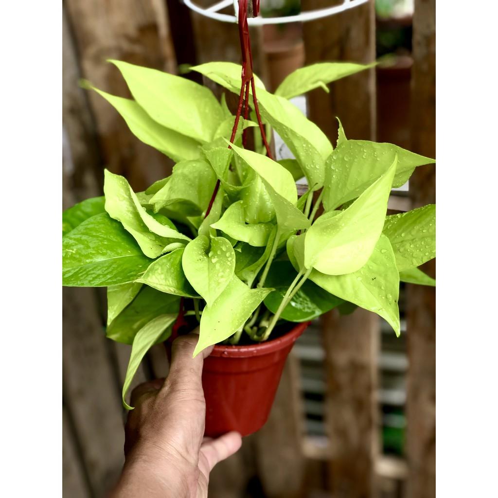 Chậu treo trầu bà Thái vàng