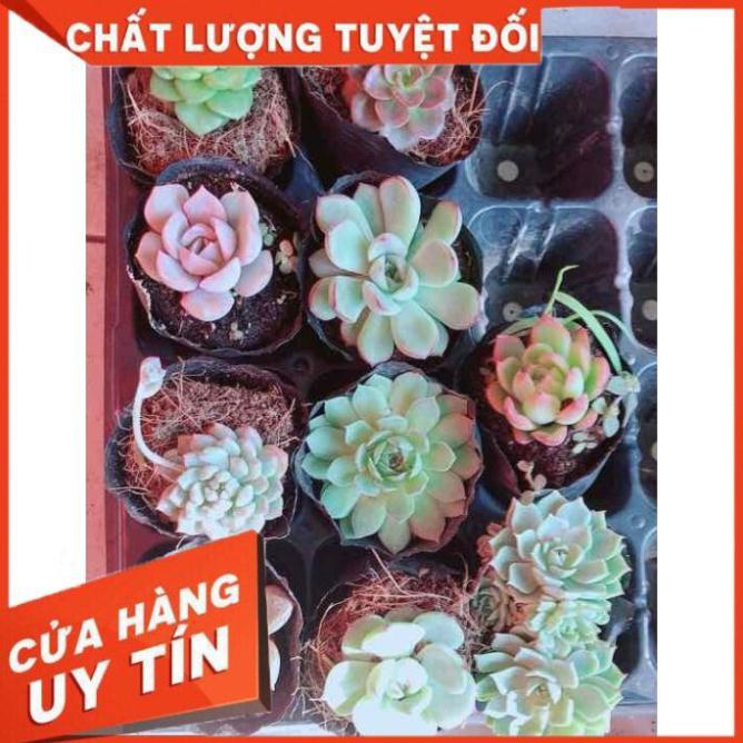 Combo 10 cây sen đá Nhiều Người Mua