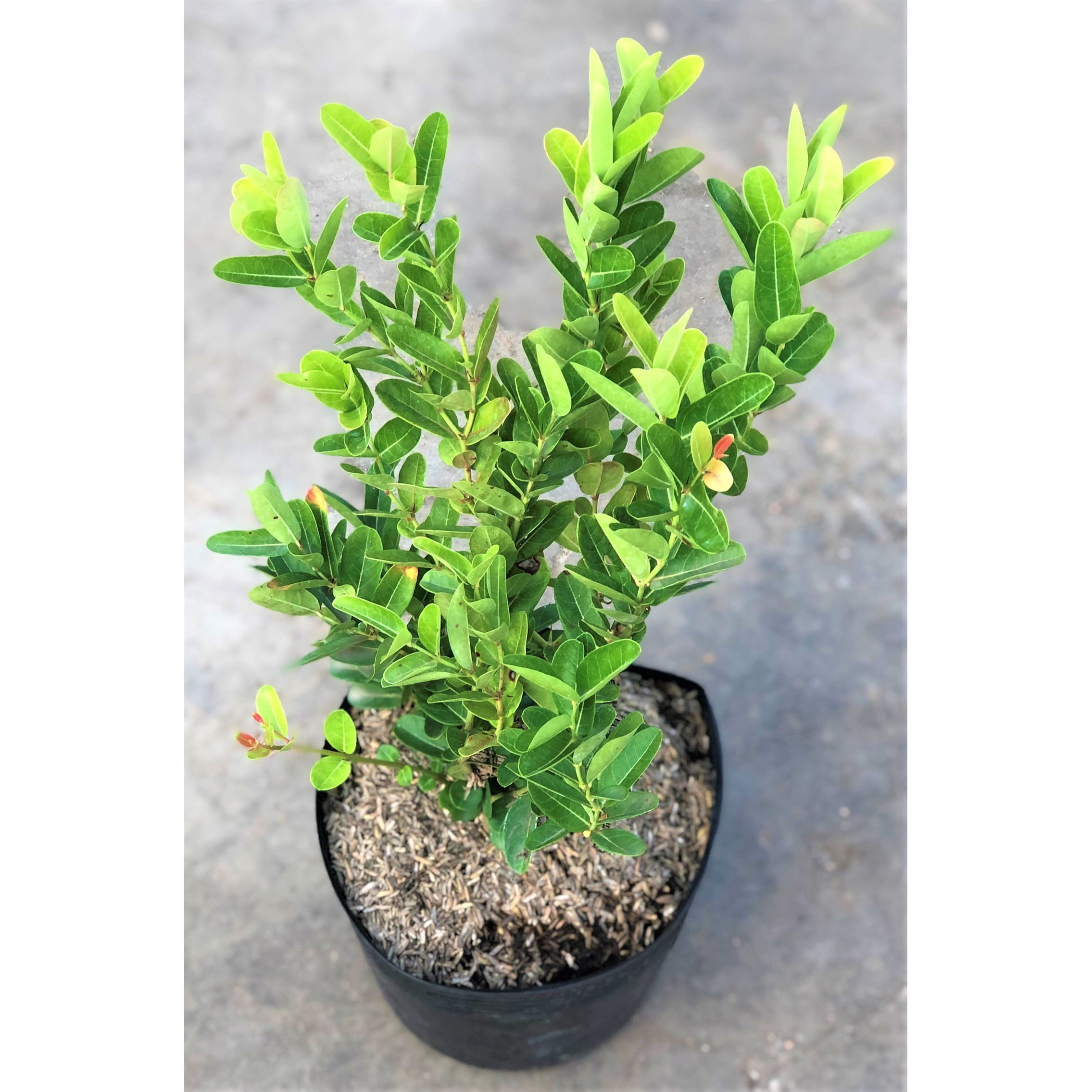 Cây siro cao 50 - 70 cm trồng cho trái sau 12 tháng trồng