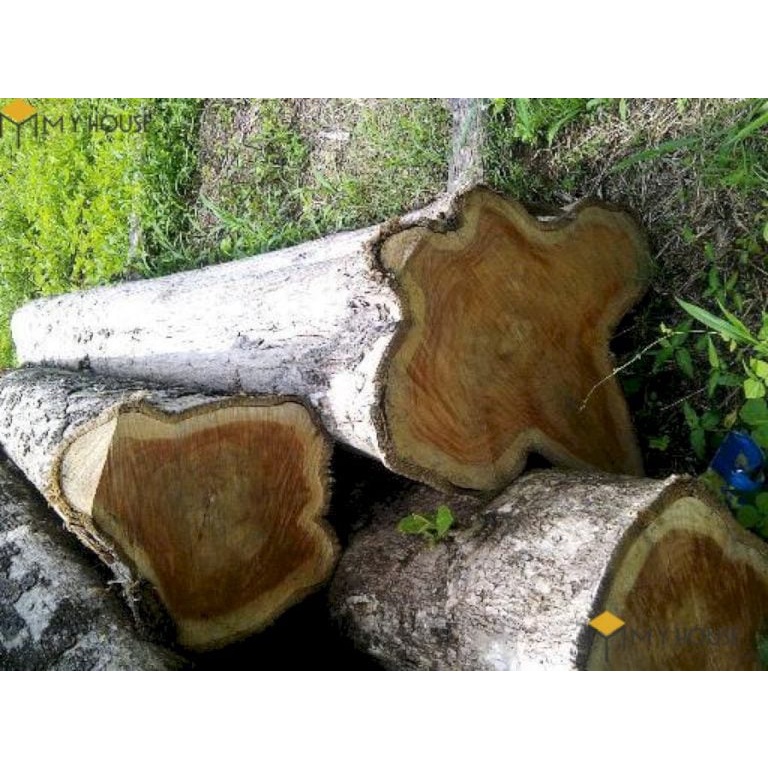 Cây giống Giá Tỵ