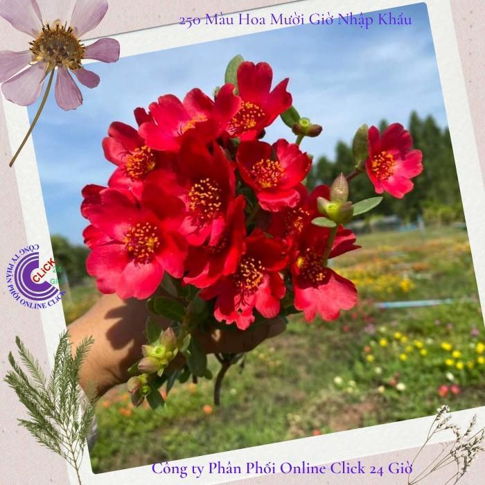 Cành Giống Hoa Sam Thái Hoa Mười Giờ Sam Màu Đỏ Nhung Số 29 Hoa Mười Giờ Bonsai & Phụ Kiện
