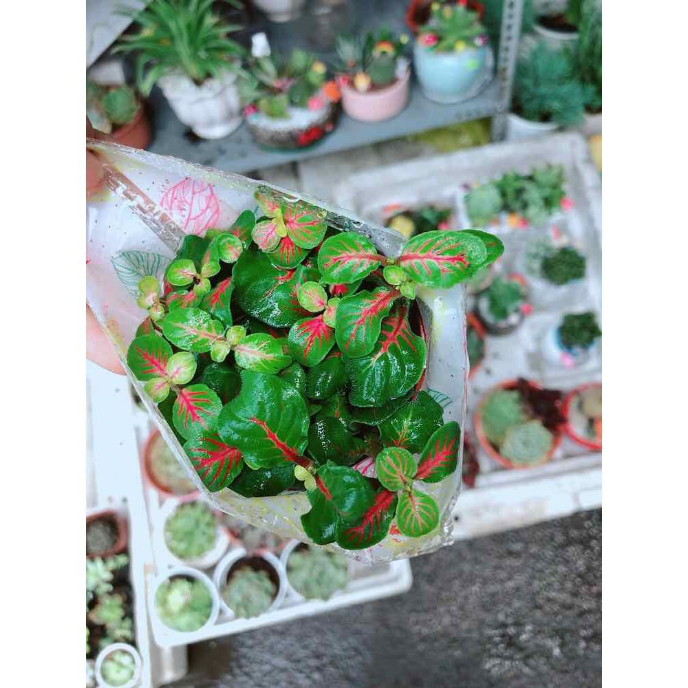 Chậu cẩm nhung Bán Chạy