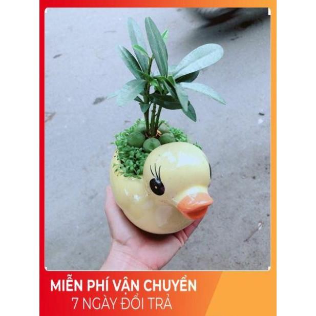 Chậu Vịt Vàng May Mắn