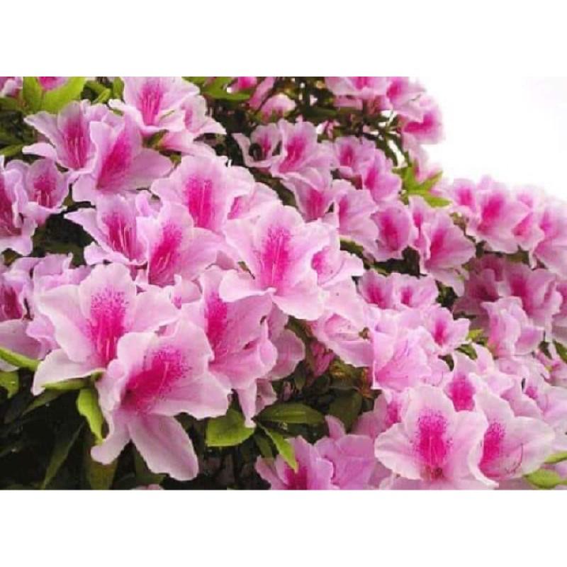 Cây đỗ quyên nhỡ 3 năm tuổi cao 70cm