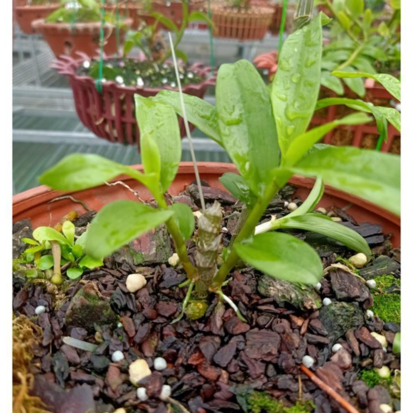 Sản Phẩm Hoa lan phi điệp - xước ngọc lan