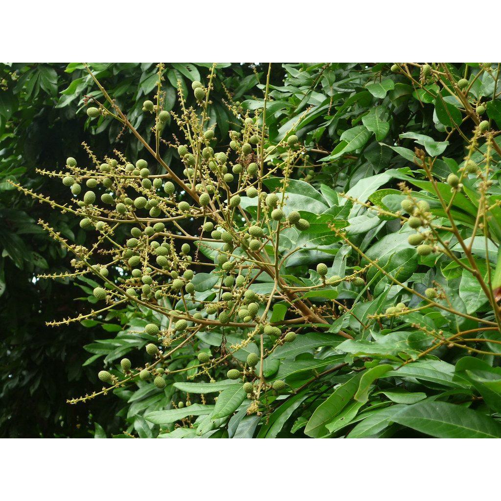 Cây Giống Nhãn Quế