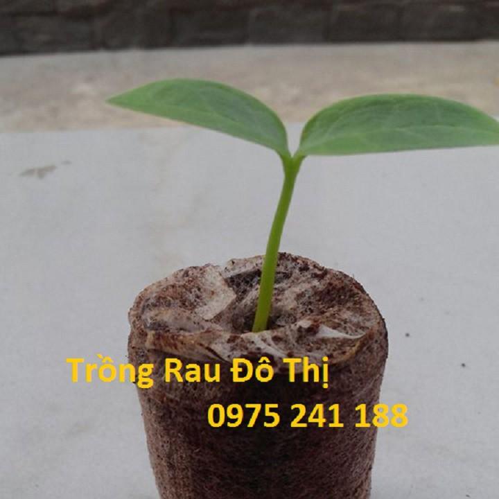 100 viên nén ươm hạt loại to, nở ra cao 6cm