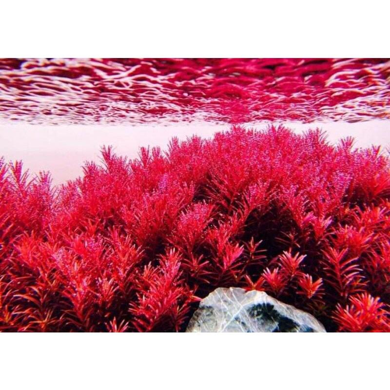 Cây Cắt Cắm Vảy Ốc Siêu Đỏ 15-20 ngon - Rotala Colorala- CÂY THỦY SINH LÁ CẠN