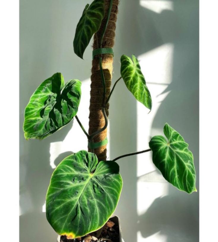 Trụ giá thể xơ dừa.Thích hợp cho các loại cây cảnh, cây dây leo.1 trụ dài 43cm.Giúp cây phát triển tốt