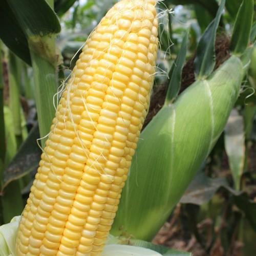 Hạt giống ngô ngọt golden cob hai mũi tên đỏ