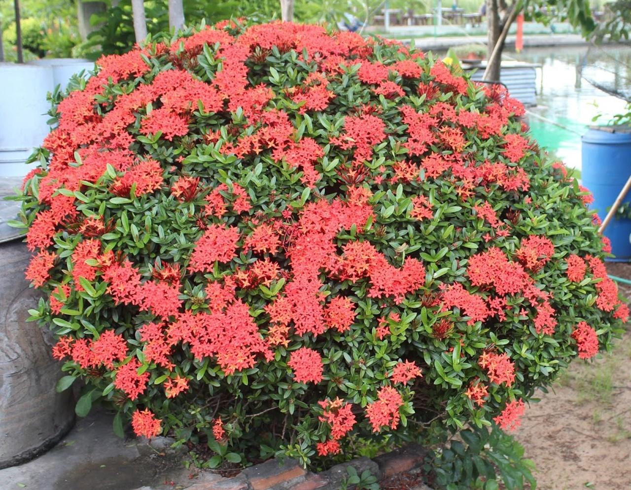 CÂY giống TRANG ĐỎ - HOA MẪU ĐƠN