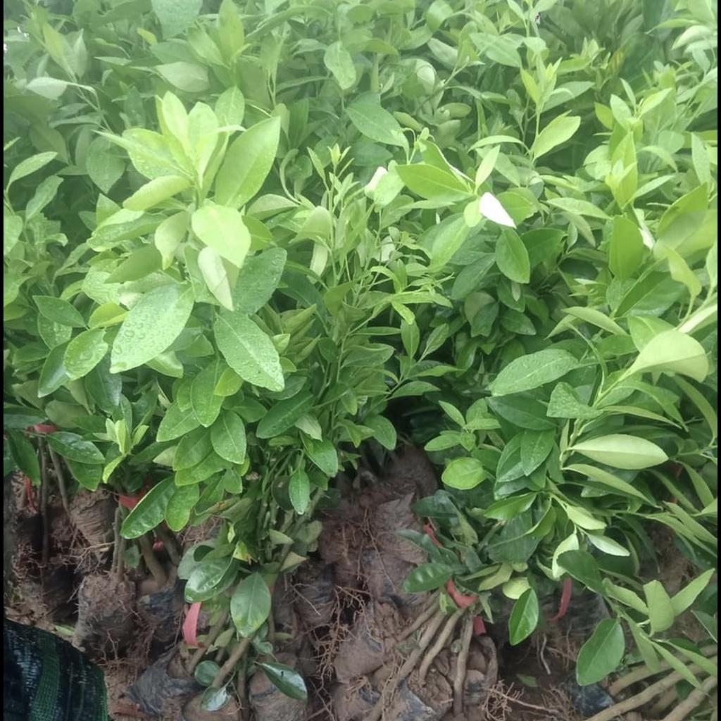 Cây chanh vàng Mỹ quả to mọng nước rất thơm 6 tháng ra quả