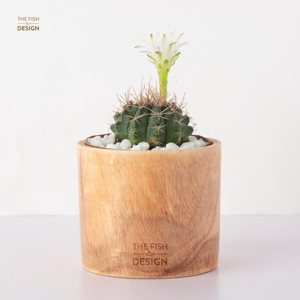 Chậu cây xương rồng thần long ra hoa quanh năm | Size S
