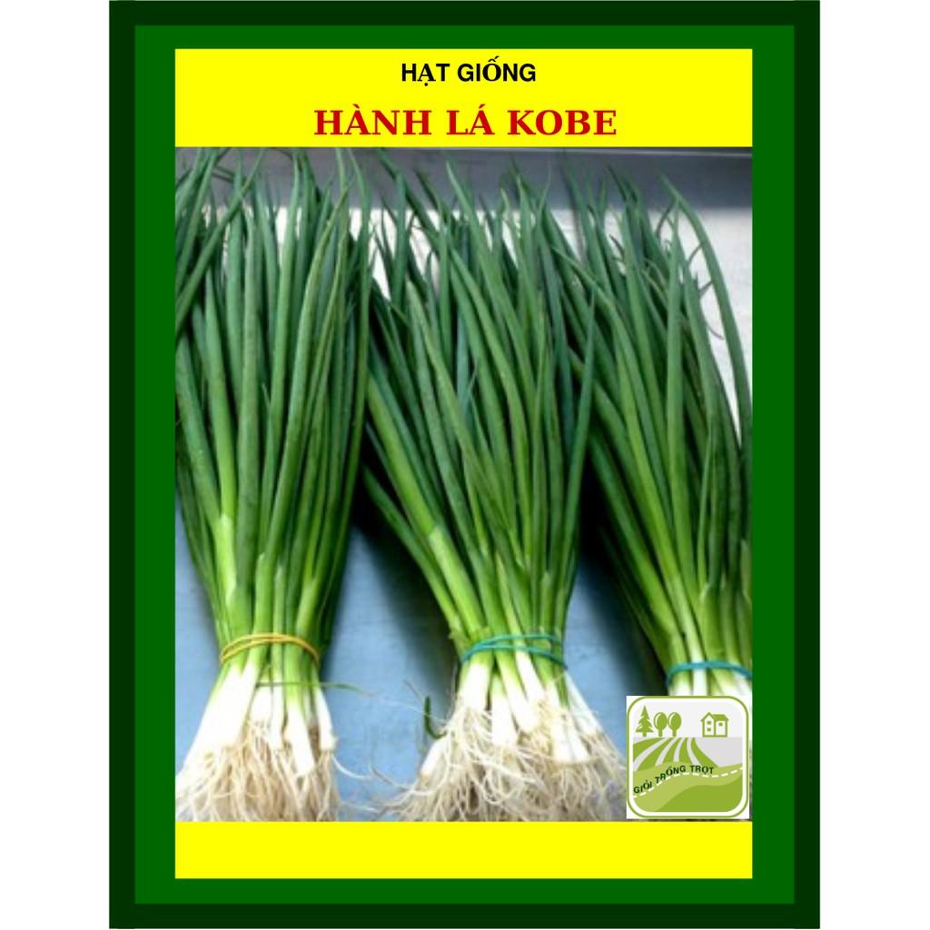 10 gram Hạt Giống Hành Lá Kobe Cây Cứng, Dày, Thơm