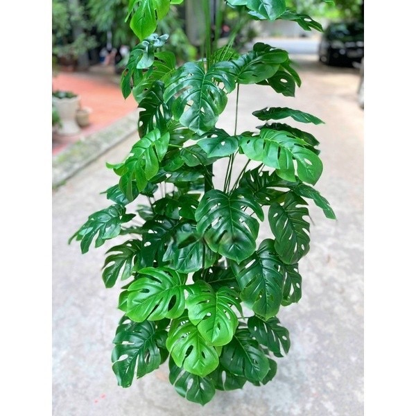 Cây trầu bà lá xẻ - Size 160cm - kèm chậu và sỏi trắng - Cây giả, hoa lụa trang trí nhà cửa
