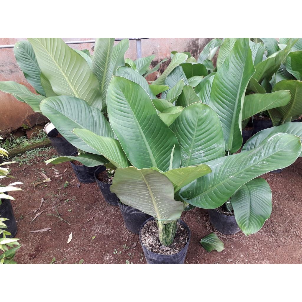 Combo 2 Cây giống Đại Tỷ Phú KHỔNG LỒ *