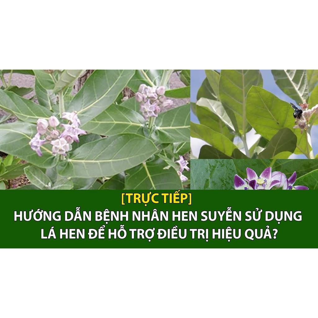 Lá Hen KHô Tr.ị He.n Suyễ.n Tắc Phổ.i -sp