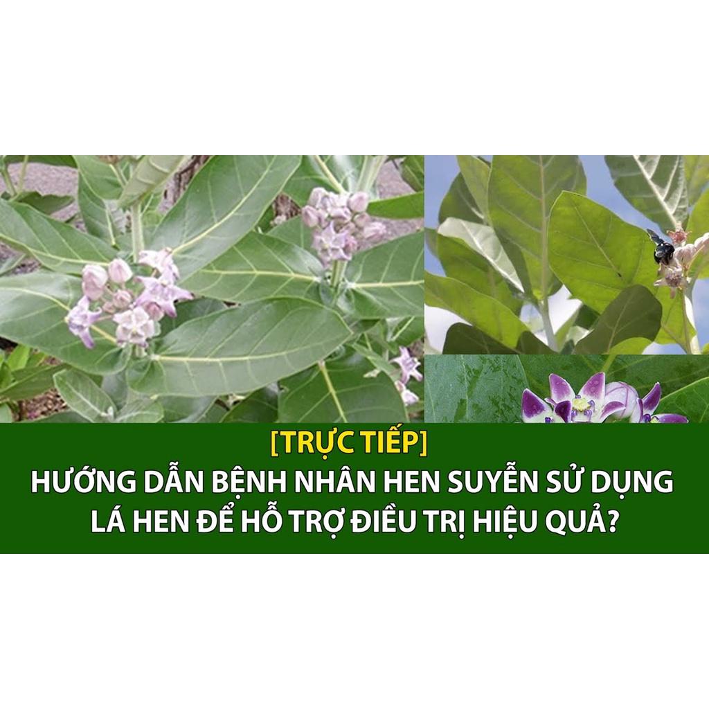 Lá Hen (Bồng bồng, Bàng Biển, Lưỡi Bò) KHô Tr.ị He.n Suyễ.n Tắc Phổ.i -sp