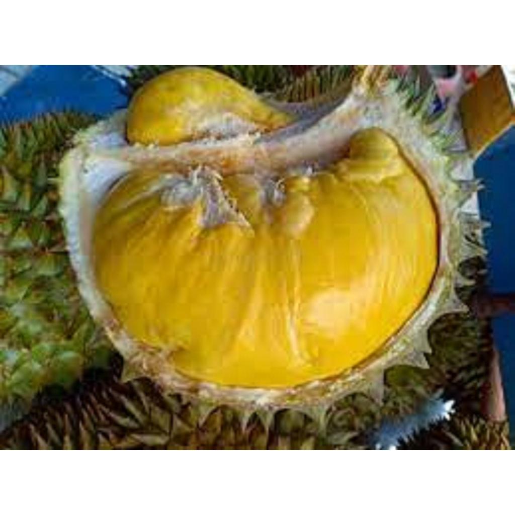 Cây giống Sầu Riêng óc khỉ