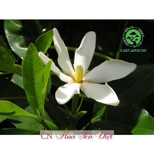 Cây hoa dành dành cao 1m2 - Cây cảnh -Cây dược liệu..