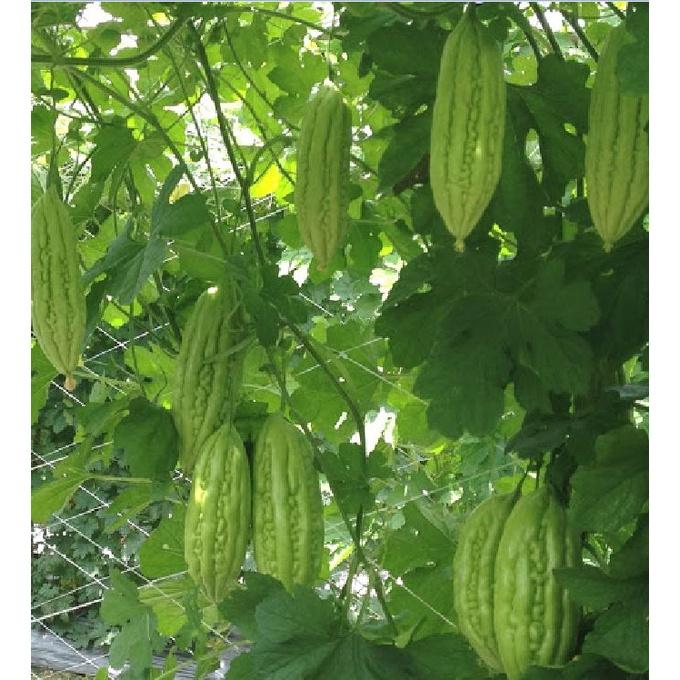 Hạt giống khổ qua mỡ gói 10 hạt -kèm 1 gói phân bón lót