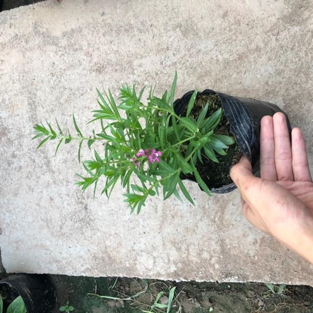 Cây hoa ngọc hân đủ màu, chiều cao 15cm hoa nở cực đẹp dễ dàng chăm sóc, thích hợp trang trí sân vườn