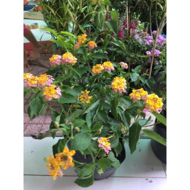 Cây hoa ngủ sắc siêu hoa