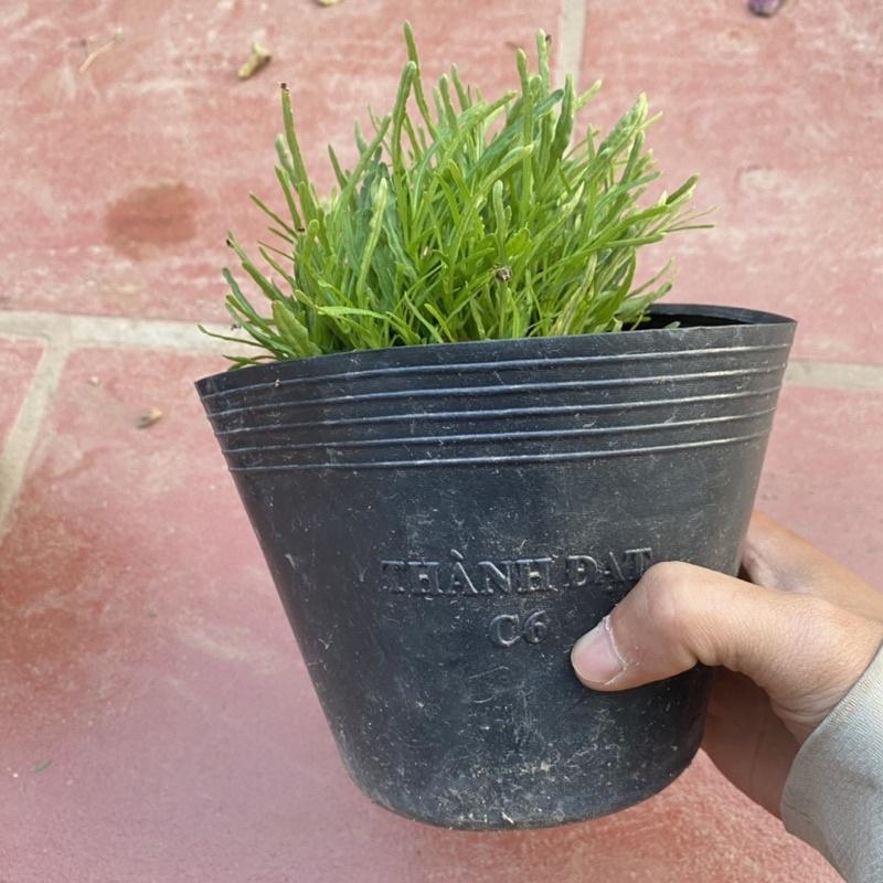 Cây Cỏ Mây bụi nhỏ thích hợp trang trí khuôn viên sân vườn