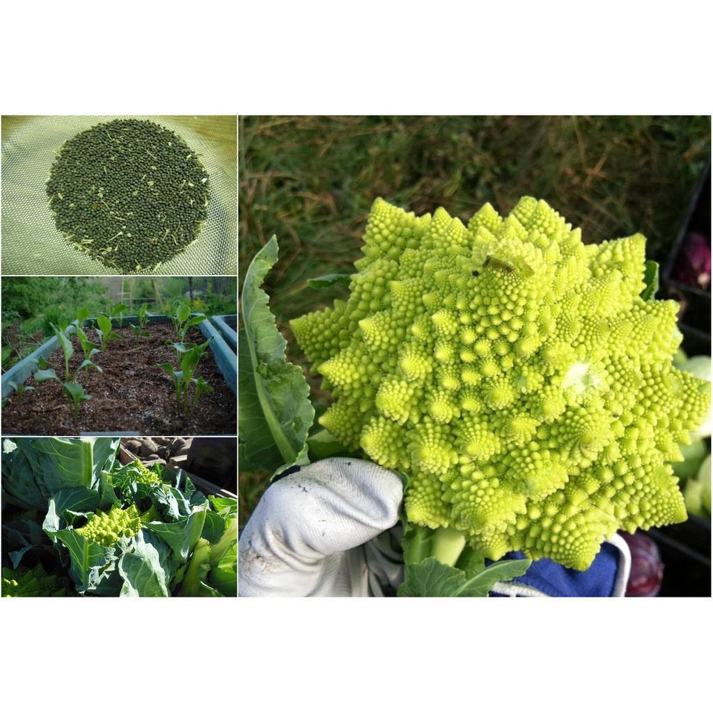 Hạt giống Súp Lơ San Hô 10hat/ gói