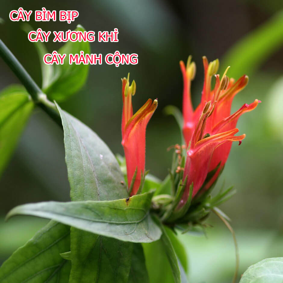 Cây Giống Bìm Bịp (Xương Khỉ, Mảnh Cọng) – 1 Bầu 2–4 Cây – Dễ Trồng, Lá Xanh Tốt