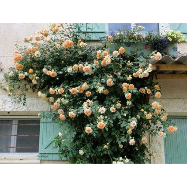 Rê trần hồng leo pháp