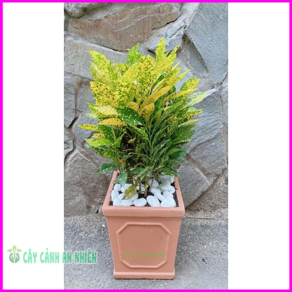 Chậu Cây Vàng Bạc