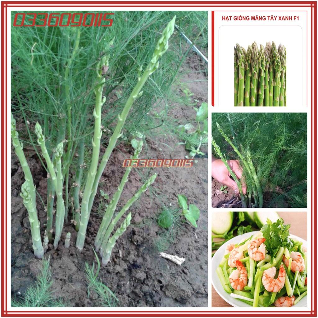 Túi 1g Hạt giống cây măng tây xanh cao sản F1 - hạt giống tuyển chọn loại 1