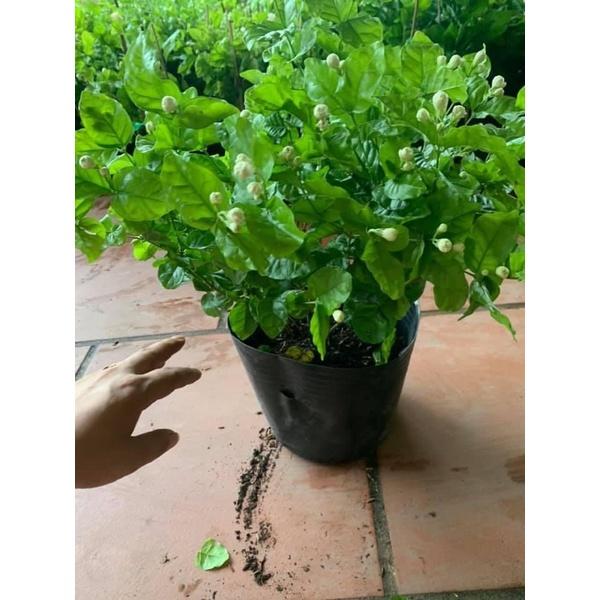 CÂY HOA NHÀI TA cây cao 30-40cm hoa nở quanh năm thơm mát