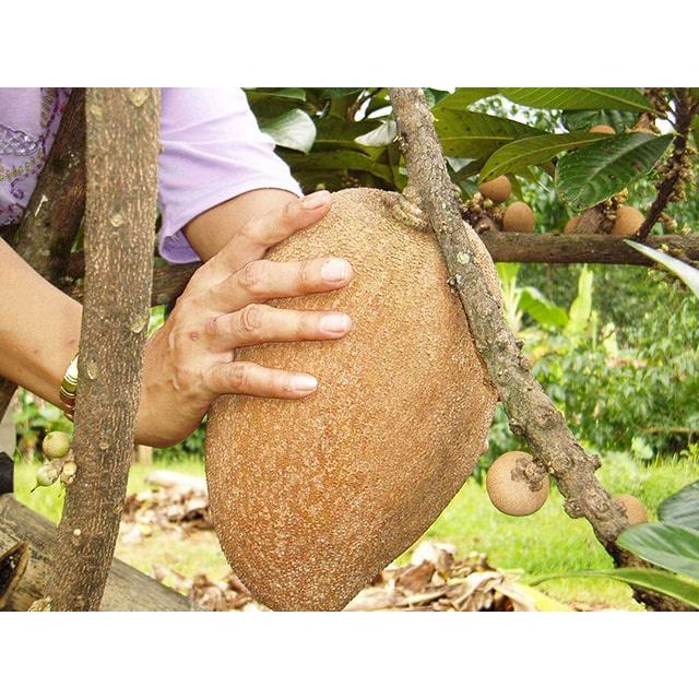 CÂY HỒNG XIÊM XOÀI QUẢ TO THÁI LAN - CÂY TO SẴN QUẢ