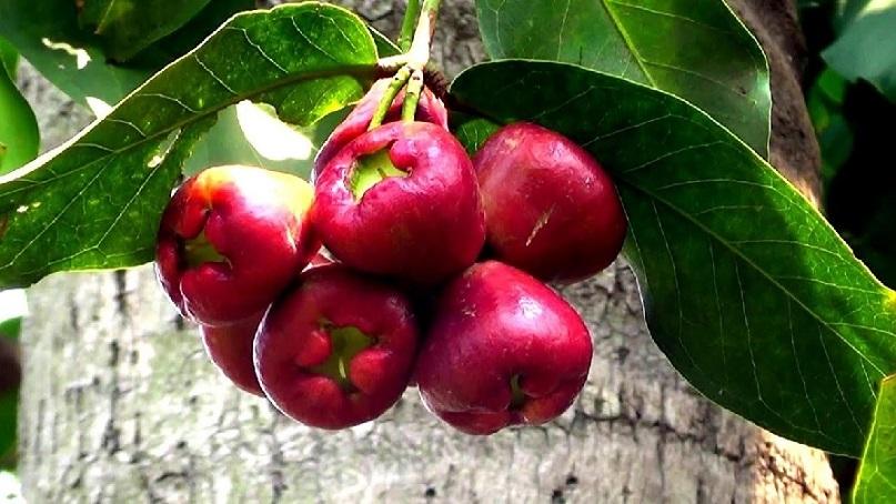 Cây Mận Điều Đỏ Giống