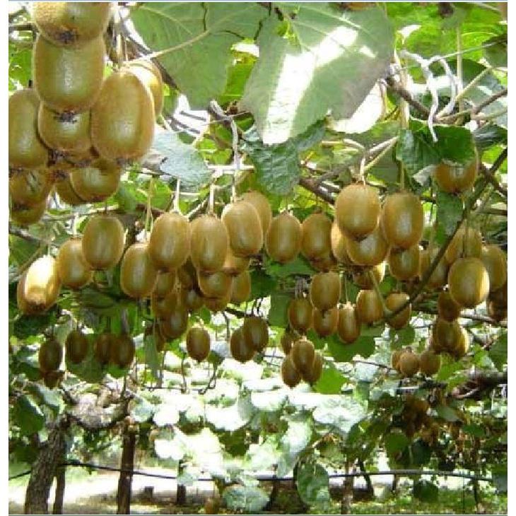 Hạt giống cây ăn trái kiwi KNS3452 - Gói 30 hạt