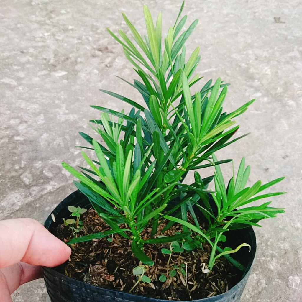 Vạn Niên Tùng - Cây Tùng La Hán
