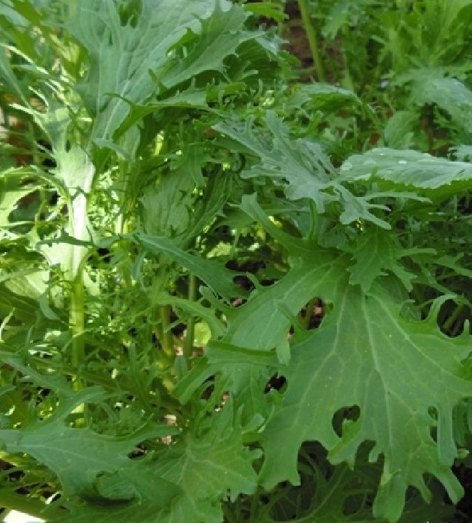 Hạt giống rau cải mèo Hà Giang - gói 100gram