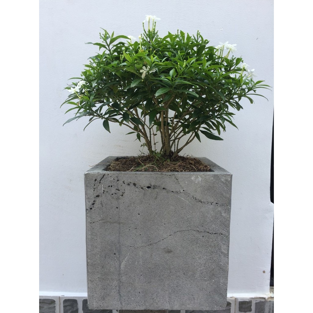 Combo 3 chậu vuông 20cm chất liệu đá tổ ong tự nhiên đẹp bền vĩnh viễn