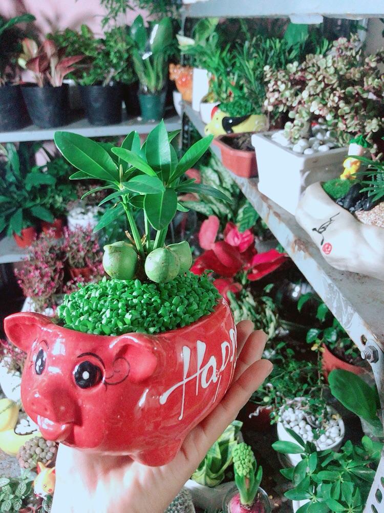 Chậu Cây May Mắn Tài Lộc