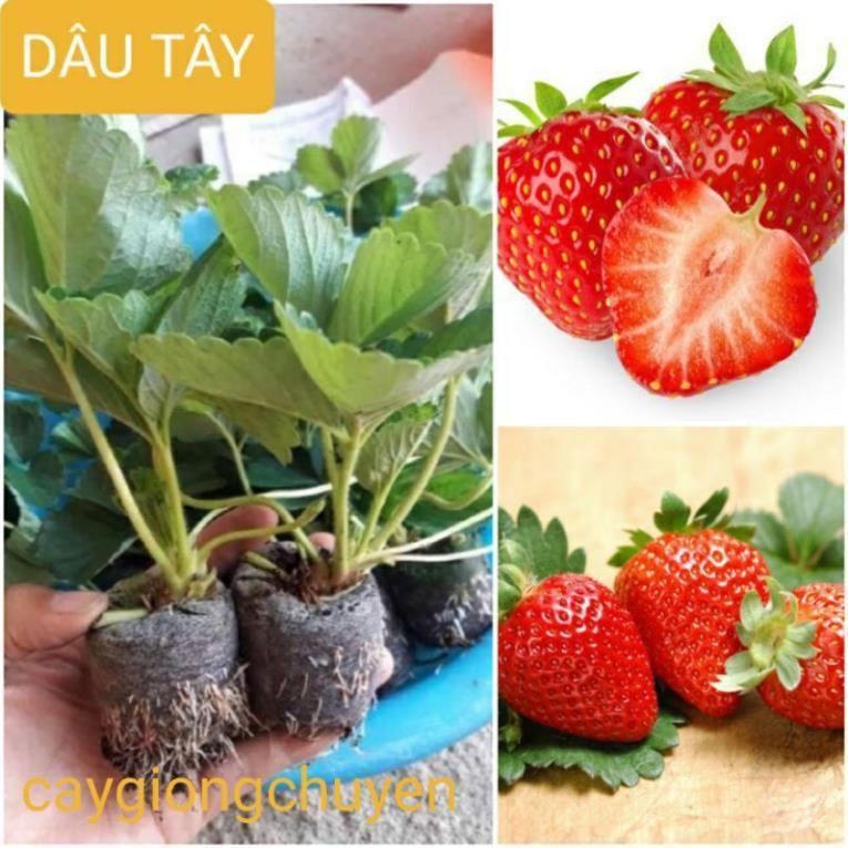 CÂY DÂU TÂY HANA CHỊU NHIỆT (CÂY TƠ)