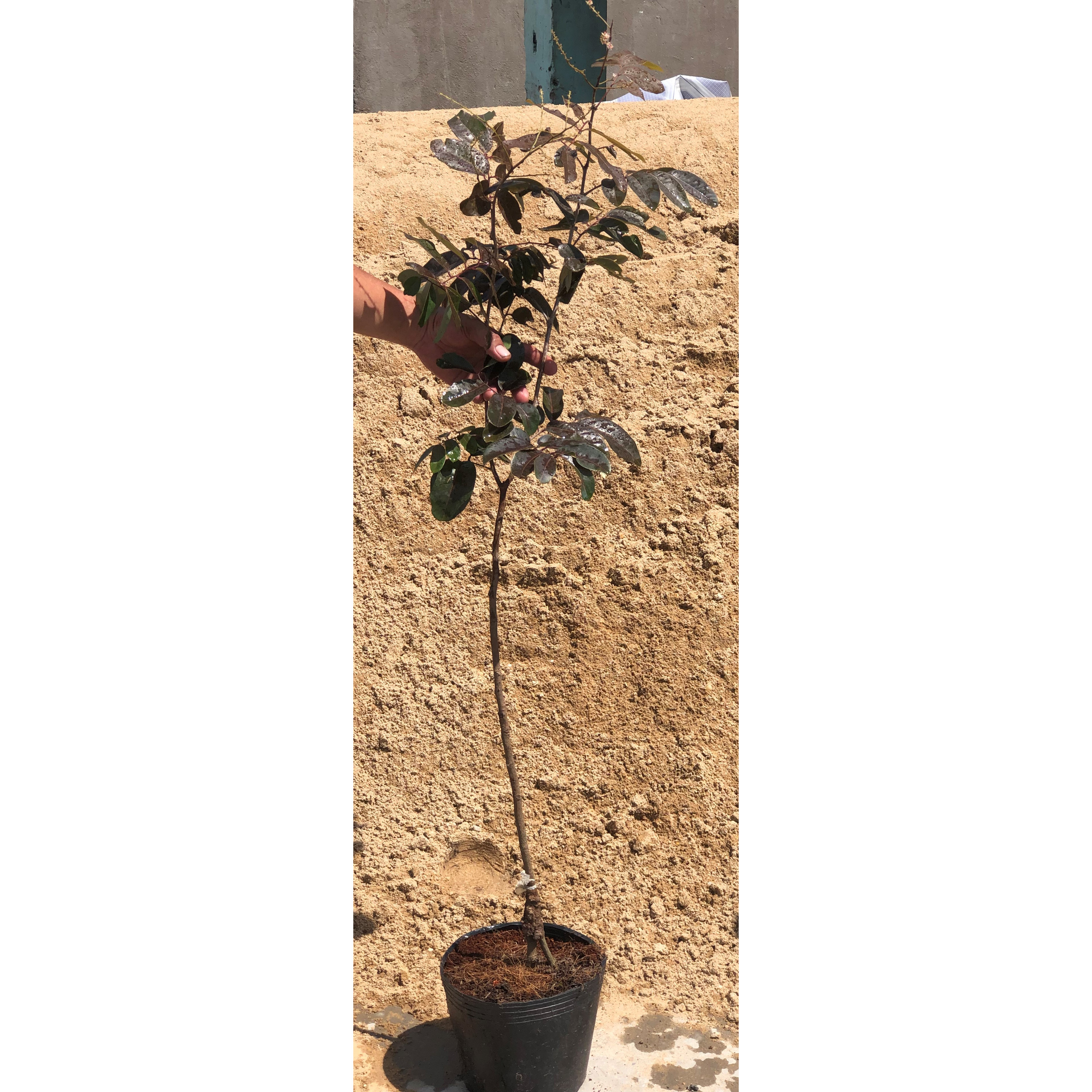 Cây nhãn tím đã có hoa