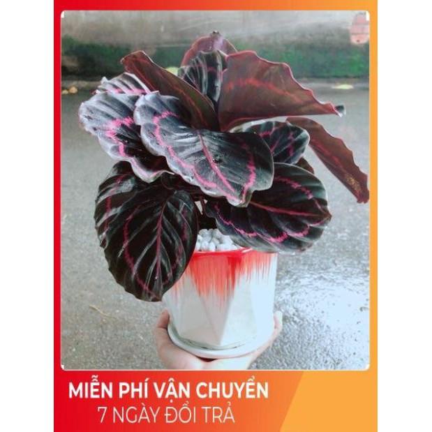 Chậu Đuôi Công Tím