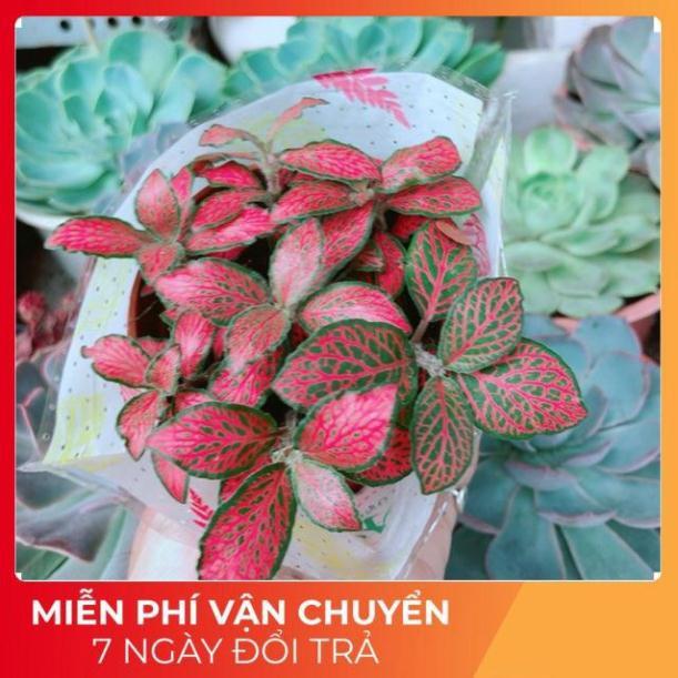 Cây Cẩm Nhung