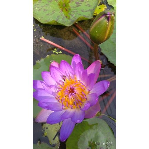 Hoa súng Thái Lan - Mỹ - Việt Nam nhiều màu sắc