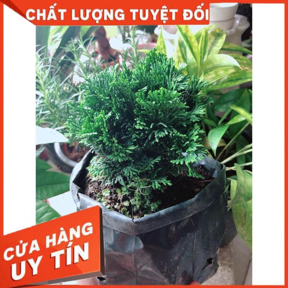 Cây Tùng Trắc Hay Trắc Tùng