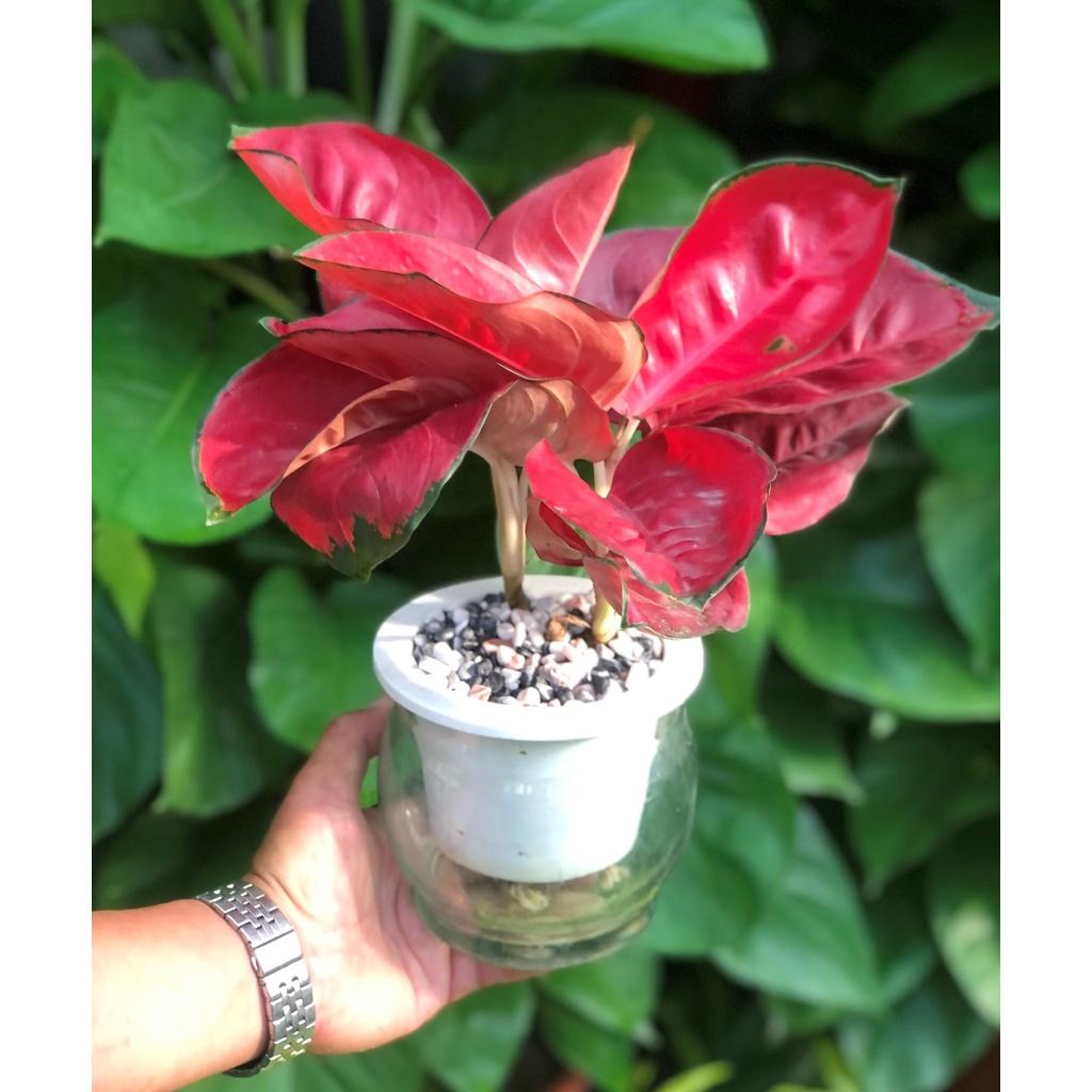 Chậu thủy tinh cây Hồng Phát Lộc thủy canh